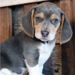 Blu/Beagle/Male/9 Weeks,Meet Blu! This boy's blue coat is out of this world. He is a UABR registered Beagle baby, with a stunning blue coat and blue eyes. Blu is a fun little boy who is full of personality and cuddles. He loves playing with his toys and helping with household chores. Blu cannot wait to be your very special baby and to shower you with his love! He adores children and gets along with other pets. Blu will arrive up to date on his vaccinations, microchipped, and with a complete vet exam. This precious blue-eyed baby is ready to meet you! Don't miss your chance on making Blu your new baby boy!
