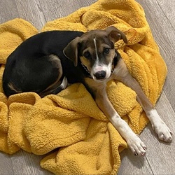Adopt a dog:Rey/Shepherd / Mixed Breed/Female/Puppy,