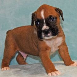 Maxx/Boxer/Male/8 Weeks,This is Maxx! He is super cute and so sweet! He is up to date on vaccinations and would make a great lifelong companion. Maxx is so excited to meet his new family. He has lots of love and puppy kisses to give. He hopes you’re ready for all the fun he has planned for you. This cutie loves to play and run around all day but also has no problem taking a nap when time permits. Maxx is ready to meet you!