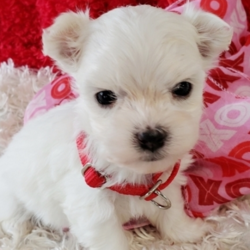 Tango/Maltese/Male/12 Weeks,Hello! My name is Tango, and I’m super excited to meet you! I can’t wait to join your family and go on adventures with you. I love to play. I also like to snuggle up next to you for a quiet nap, especially on those rainy days. I come up to date on vaccinations and vet checked, so I will be healthy, happy, and ready to come to my FUR-ever home! So go ahead and pick me for a lifetime of puppy kisses and love. Don’t wait!