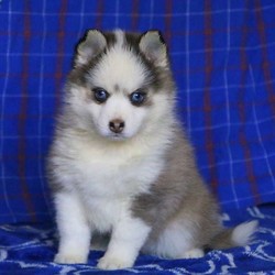 Tesla/Pomsky/Female/19 Weeks,Note From The Breeder:Meet Tesla beautiful blue eyed female, fluffy coat, she is very smart and loves the attention!Pomsky Born December 5th 2019Puppies come with a 1-year genetic heath guarantee.Puppies are Wormed, done in intervals and will have age appropriate vaccines to ensure a clean bill of health before leaving to their forever homeWe do require a spay / neuter contract to be signed. If you would like full breeding rights, we can also speak about that.We are International Pomsky Association member and take pride in our breeding.Puppies are well socialize raised in our home with lots of love and affection, she loves being around people and catsPuppies have been using puppy pads and started on create training come per-spoiled handled all the time. They have started on steps, and outside training.Parents: Mercedes and Maverick. Mom is 16 pounds blue eyes, smooth coat. Dad is a 19 pounds wooly coat both blue eyes.Puppies are available at 8 weeks. When Puppies stay with mom and littermates, they have sufficient time to develop a strong foundation of social skills. With regular play time with siblings, puppies receive an important education on life in the real canine worldWe are located in PA. We can also ship puppies with a nanny service.Mother and Puppies are both fed high quality feed and puppies will come with starter packWe offer pictures, video updates and come with a file of pictures from birth