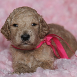 Clover/Goldendoodle/Female/6 Weeks,Clover is a classic beauty! Her soft, luscious coat will be the envy of all who see her! She has a wonderful temperament and shows it with her calm and peaceful nature. She loves to play, but is happiest just being with you. Clover has been lovingly raised. She will arrive up to date on her vaccinations, vet checked and spoiled. Don't miss out on bringing this cutie home to your family. Once she is with you, you will wonder what you ever did without her!
