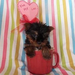 Jasper/Yorkshire Terrier/Male/13 Weeks,Meet Jasper, a cute and lovable Teacup Yorkshire Terrier puppy ready to be loved by you! This sweet pup is vet checked, up to date on shots and wormer, plus comes with a health guarantee provided by the breeder. Jasper is family raised with children and would make a lovable addition to anyone’s family. To find out more about this happy pup, please contact Jonas today!
