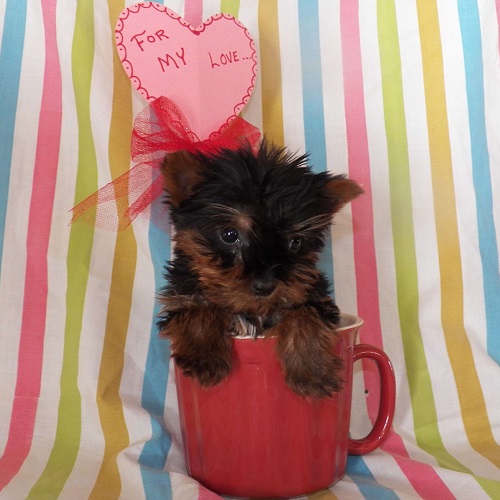 Jasper/Yorkshire Terrier/Male/13 Weeks Jasper/Yorkshire Terrier/Male/13 Weeks,Meet Jasper, a cute and lovable Teacup Yorkshire Terrier puppy ready to be loved by you! This sweet pup is vet checked, up to date on shots and wormer, plus comes with a health guarantee provided by the breeder. Jasper is family raised with children and would make a lovable addition to anyone’s family. To find out more about this happy pup, please contact Jonas today!