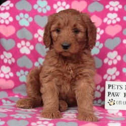 Ohana/Goldendoodle/Female/8 Weeks,Ohana is a jolly Goldendoodle puppy that will bounce her way right into your heart! This happy pup is well socialized, vet checked and up to date on shots and wormer. Plus, Ohana comes with a health guarantee provided by the breeder! To learn more about this wonderful pup, please contact the breeder today!