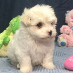 Leia/Maltese/Female/12 Weeks,Introducing Leia! She is just as cute as a button. She's active and strong. She's also curious and brave. She gives the sweetest kisses. When she comes home to you, she will be vet checked and up to date on her vaccinations. Give us a call today and make those sweet kisses all yours! Leia will be coming home to you up to date on her vaccinations and will have a full head to tail checkup. Don’t miss out on this lovable girl. She will be the perfect puppy addition to your family!