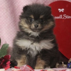 Gwen/Pomeranian/Female/11 Weeks,Meet Gwen, a cute and lovable Pomeranian puppy ready snuggle up with you! This precious pup is vet checked and up to date on shots and wormer. Gwen can be registered with the ACA and comes with a health guarantee provided by the breeder. This charming pup is family raised with children and would make a wonderful addition to anyone’s family. To find out more about Gwen, please contact David today!