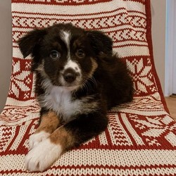Poppy/Australian Shepherd/Female/13 Weeks,Meet Poppy, a charming Australian Shepherd puppy ready to win your heart! This happy pup is vet checked, up to date on shots and wormer, plus comes with a health guarantee provided by the breeder. Poppy is family raised with children and would make a heartwarming addition to anyone’s family. To find out more about this wonderful pup, please contact Leon today!