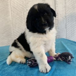 Belle/Newfoundland/Female/12 weeks ,“It’s the smiles, the laughs, the warm hugs and the sweet kisses, or the joy of just being together, these are the things that really matter to me. I really want to be a part of those thing in your life. My name is Belle and I am ready for my forever family. I am a sweet puppy who loves playtime and is always up for a good cuddle. If you think I am the puppy for you, please make the call that brings me home! I can't wait to meet you!”