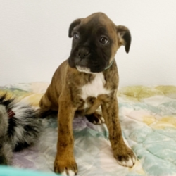 Tiger's Lilly/Boxer/Female/10 Weeks ,Tiger's Lilly is a sweetheart. She loves to snuggle at your neck. She will be the talk of the town. Wouldn’t you just love to make this sweet pup yours today? Tiger's Lilly is more than ready to shower you with all of the love she has to offer. Tiger's Lilly will have a nose to tail vet check and arrive up to date on her vaccinations. Make Tiger's Lilly a part of your family and you will not be able to imagine your life without her.