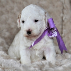 Lizzie/Goldendoodle/Female/7 Weeks ,“Howdy! My name is Lizzie. I'm a fun-loving puppy who is ready to bring you lots of joy and happiness. I love to play and frolic, but bringing a smile to your face will be my all-time favorite thing to do. My silly shenanigans will always keep you laughing, I promise! I love getting treats for my little puppy antics, but just making you happy is treat enough for me. I've been to the puppy doctor and she told me that I am happy, healthy, and ready to go. Lizzie will have a nose to tail vet check and arrive up to date on her vaccinations. So hurry up and bring me home. I just know that we'll have a blast together!