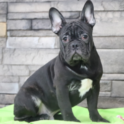 Little Miles/French Bulldog/Male/24 Weeks,This is Little Miles! Little Miles has a handsome and unique look; doesn’t he? He also has an amazing personality to match. Little Miles loves everyone he meets and loves to shower you with all of his sweet puppy kisses. Little Miles will have a complete nose to tail vet check and arrive up to date on his vaccinations. You can’t go wrong with this cutie. Little Miles is so anxious to meet his new family. His bags are packed and ready to go!