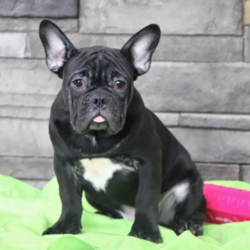 Little Miles/French Bulldog/Male/24 Weeks,This is Little Miles! Little Miles has a handsome and unique look; doesn’t he? He also has an amazing personality to match. Little Miles loves everyone he meets and loves to shower you with all of his sweet puppy kisses. Little Miles will have a complete nose to tail vet check and arrive up to date on his vaccinations. You can’t go wrong with this cutie. Little Miles is so anxious to meet his new family. His bags are packed and ready to go!