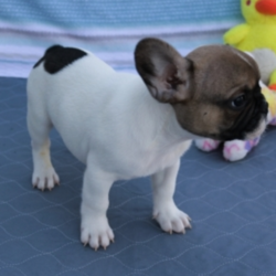 J.R/French Bulldog/Male/11 Weeks,J.R. loves to play and run and jump. He also likes to be talked too. He will always be there to listen and cuddle, and you can always count on him to be ready for playtime at the drop of a hat. This guy has everything that you are looking for in a puppy. J.R. will be coming to you vet checked from head to tail and up to date on his puppy vaccinations. He will be the perfect new addition to your family. He is ready to love you so call about him today!