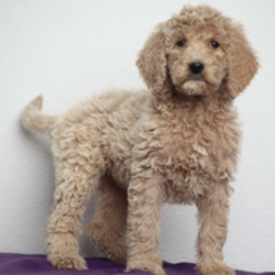 Eleanor/Goldendoodle/Female/11 Weeks,Talk about gorgeous! This cutie has everything you could ask for: looks, personality and attitude! She loves to walk around strutting her stuff! She’s pre-spoiled and is treated like the little princess she is. Eleanor will have a nose to tail vet check and arrive up to date on her vaccinations. You can’t go wrong with this cutie. Eleanor is so anxious to meet her new family. Her bags are packed and ready to go!