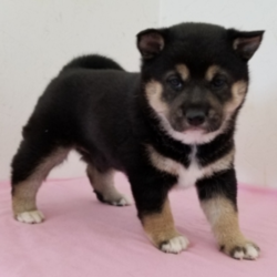 Ivory/Shiba Inu/Female/6 Weeks,“I see you there, staring at me! You couldn't help yourself, could you? I can't say that I blame you. A gorgeous puppy like me deserves to be admired by all! My name is Ivory, and puppies like me are a rare find. Can't you just see you and me together? We will be the envy of everyone that sees us. I am so excited about us becoming best friends. Oh, I just can't wait to give you one of my famous puppy kisses. You better hurry and inquire about me now, before someone else does. I don't want to go home with anyone else except you!”