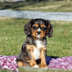 Ned/Cavalier King Charles Spaniel/Male/13 Weeks,Meet Ned, a bubbly Cavalier King Charles Spaniel puppy who is family raised. This spunky fella is vet checked, up to date on shots and dewormer, plus the breeder provides a one year genetic health guarantee. Ned can be registered with the AKC and has a peppy attitude. If you are interested in learning more about this cutie and how you can bring him home, contact the breeder today!