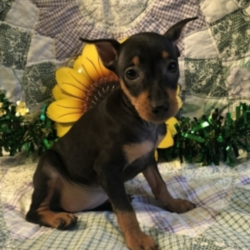 Celeste/Miniature Pinscher/Female/13 Weeks,Meet Celeste! She is sure to make your life complete with every puppy kiss and tail wag. She is a wonderful little girl who loves to cuddle, but also knows how to play and have a good time. Celeste will come home to you current on vaccinations and with our vet's seal of approval. Don't miss out on this one of a kind puppy, as she will bring your family closer together with her infectious personality and warm heart!