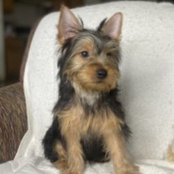 Kody/Yorkshire Terrier/Male/22 Weeks,“Look into my eyes! How can you resist such beauty? Hi, my name is Kody. I will be the best friend you ever had. I will arrive up to date on my vaccinations and fully vet checked from head to tail. And I will be the happy, healthy puppy you've always dreamed of. I like to go for daily walks for my routine exercise. A cutie like me has to stay healthy, and besides you’ll look great next to me! I enjoy getting my tummy and ears rubbed. You won’t regret picking me. Wouldn’t you love to bring me home? My healthy habits will surely rub off on you. We will be unstoppable! Puppy kisses are waiting, but I charge a belly rub for each!”