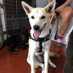 Adopt a dog:Mr Twinkle/ Shiba Inu / Thai Ridgeback Mix/Male/Young,Mr. Twinkle is a male Shiba Inu/Thai Hound mix. He weight about 31lbs and is about 11 months old. Mr. Twinkle was found tied up 24/7 on a shorty leash in Thailand at just 2months old. His pictures reflect his journey since taken in as pup. He is now 9 months old and doing great. Mr. Twinkle is loyal, great on and off leash and loves walking, and playing with dogs. He has a fun quirky personality and is finding himself as he is coming into adulthood. He can be toy and food aggressive sometimes with dogs but not humans. Best to feed him away from other dogs.We are unsure about children currently. So I cant say for certain he would be good fit. He is ok with cats but needs to be reminded of his place with them at times. He is still a young dog with a bit of a chaotic start in life and needs a steady confident owner to call his own to help his sort it all out. He is UTD on all vaccines and is neutered and chipped. He had to have surgery on both his patella’s but is doing well. Currently, his activity level needs to be monitored for a bit to allow him more time to continue to heal. If you think you can give Mr. Twinkle a good forever home he is waiting to hear from you.