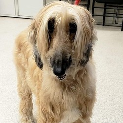 Adopt a dog:Sasha/Afghan Hound/Female/Senior,We have a warm spot in our hearts for seniors and when this beautiful, regal beauty was brought to our attention we just couldn't leave her behind. Let's give a warm welcome to the newest member of the Halfway Hounds family, Sasha!Sasha is a 13 year old Afghan Hound who ended up at the shelter when her mom fell ill and was sent to an assisted living facility. Don't let Sasha's age fool you, this dignified, gorgeous girl has plenty of life left in her. She was calm meeting new people, happily prancing around the room making her rounds, and non reactive to the dogs she was introduced to. We can tell she was well cared for in her previous home and we are honored to help her on this journey to find her forever home. If you're interested in fostering or adopting this senior lady Sasha, please don't hesitate to reach out!