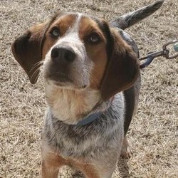 Adopt a dog:Shilo/Beagle Mix/Male/Young,Hi Everyone Shilo here. Let me tell you about myself. I'm a one year old beagle mix weighing in at around 28#. I was found as a stray and so lucky that SPR took me under their wings. I get along great with other dogs, and love kids. I have now met one of the cats at my foster home and was pretty curious but I was being gentle with the kitty, so perhaps a kitty that is used to dogs would be okay with this little guy I'm working on my manners, so if you decide you want me please be aware that I will need your help into adjusting to home life, but that should be easy for me.Thank you for your interest in a Sandi Paws Rescue, Inc. Please visit our site at sandipaws.org for more information on our organization or to fill out an application to adopt one of our pets. You can also find volunteering information at our site as well.