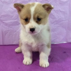 Ashley/Pembroke Welsh Corgi/Female/6 Weeks,Ashley is a lovable Pembroke Welsh Corgi puppy that can’t wait to meet you! This playful little pup has been vet checked, is up to date on shots & wormer and can be registered with the AKC as well. She is also being family raised around kids and comes with a health guarantee provided by the breeder. Ashley is sure to make the perfect addition to your family so contact the breeder today to arrange a visit!