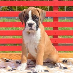 Dolly/Boxer/Female/8 Weeks,Meet Dolly, a friendly and playful Boxer puppy who is being family raised with children and is well socialized. This beautiful girl is vet checked and up to date on shots & wormer. She comes with a health guarantee that is provided by the breeder and she can be registered with the AKC. To learn more about Dolly, call the breeder today!