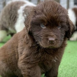 MJ/Newfoundland/Male/6 Weeks,Hello fellow Newfie enthusiasts! We fell in love with Newfoundlands in 2016 when we received our first gentle giant Aggie. Shortly after our family welcomed two more loving Newfies into our household and lives. When our passion for these amazing animals continued to grow, we just had to put the time into becoming responsible and informed breeders. Hand raised with kids and love, we know these puppies would make a great addition to your home. All pups have been vet checked, up to date on all shots, can be AKC registered, and come with a 6 month health guarantee. Both Sire and Dam are our personal family pets and are hip / elbow certified.