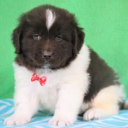Neil/Newfoundland/Male/8 Weeks,"Hi, I'm Neil! It's very nice to meet you. I'm a very outgoing puppy and I'm looking for a family where I would fit in! If you think you could be that family, then hurry up and pick me. I will be up to date on my vaccinations before coming home to you, so we can play as soon as I get there. I'm very excited about meeting my new family, so please don't make me wait too long!"