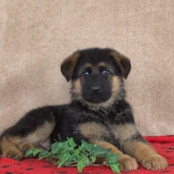 Brandt/German Shepherd/Male/7 Weeks,Brandt is a friendly German Shepherd puppy ready to bounce his way into your heart and home. This cutie is vet checked and up to date on shots and wormer. He can be registered with the AKC, plus comes with a health guarantee provided by the breeder. To learn more about Brandt, please contact the breeder today!