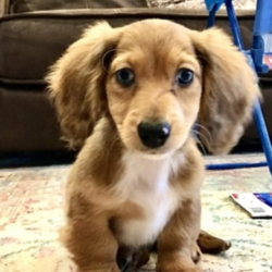 Babs/Dachshund/Female/12 Weeks,This one of kind puppy is Babs. Isn’t she just gorgeous? Babs cannot wait to join her new family. She is happy, healthy and ready to go. Babs will have a nose to tail vet check and arrive with a current health certificate. She is ready to share many lifelong experiences with you and hopes you’re just as anxious to meet her as she is to meet you. Don’t miss out!