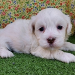 Genice/Havanese/Female/5 Weeks,“Hi there! My name is Genice. I have just met you, and I love you. My current family has raised me to be the most amazing, little puppy you will ever meet. I love to play, take naps, and give kisses. I am a great puppy and will come home to you up to date on my vaccinations and vet checks. I am in search for stuffed animals and toys; will you help me find them? I love to play with everyone. Will you be my new family? I sure hope so.”