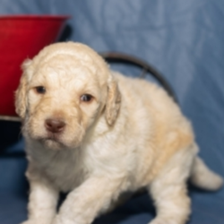 Mavrick/Goldendoodle/Male/5 Weeks,Look no further! You have found your new baby boy. Mavrick is exactly what you have been looking for, perfect in every way. He loves playing ball in the yard and is always up for movie-time. He is just waiting for that perfect family to make him theirs. Don’t miss out on this handsome baby boy. He will be sure to come home to you up to date on his puppy vaccinations and vet checks. What are you waiting for? Make this cuddle bug yours today.