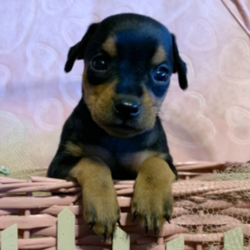 Madelyn/Miniature Pinscher/Female/4 Weeks,This little treasure is Madelyn! Madelyn can't wait to pack up her bags and head to her new home. She has been waiting patiently for you. She will be vet checked, up to date on vaccinations, and pre-spoiled before arriving to you, so she will be ready for your love. She is ready to shower you in puppy kisses. Pick up the phone and make Madelyn a part of your family today!