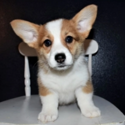 Kodie/Pembroke Welsh Corgi/Male/10 Weeks,Meet Kodie! He is as handsome and loving as they come. Kodie will be sure to win your heart over with just one look. This little pup is always up for anything. He loves to play with toys. When he is all done with playtime, he will be the first one to curl right up to you for a good, old afternoon nap. Kodie will be sure to come to his new home happy, healthy, and ready to fill your home with his puppy love. He will be up to date on his puppy vaccinations and vet checks just in time to come home to you. What are you waiting for? You have found the perfect prince charming right here.