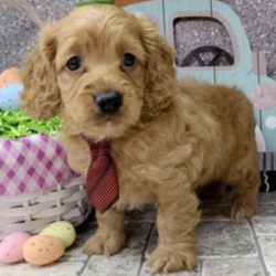 Oakly/Cockapoo/Male/6 Weeks,Meet our little prince, Oakly! He loves to wake up early and take long morning walks in the fresh air. Oakly has his favorite toys and can play all day. He will make a great family companion and can’t wait to get home to you. Oakly will have a complete nose to tail vet check and arrive up to date on his vaccinations. He’s ready to meet his new family! Hurry! Don’t let him pass you by!