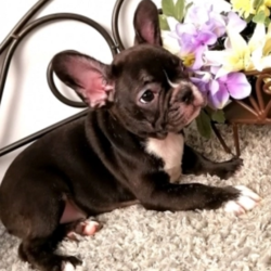 Merida/French Bulldog/Female/15 Weeks,Sweet shy girl, very loving and loyal. Super cuddly. Would love to be someones sweet angel baby. She doesn’t mind playing or taking long morning walks in the fresh air. Merida has her favorite toys and can play all day. She will make a great companion. Merida will have a complete nose to tail vet check and arrive up to date on her puppy vaccinations. She’s ready to meet her new family! Hurry! Don’t let her pass you by!