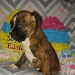 Star/Boxer/Female/7 Weeks,Star is a sweet and adorable girl! She loves attention to give kisses and hugs! She's very smart, and all around good baby! She would make a great new addition to your family, you would be the talk of the town with this puppy. This cutie hopes she can go home to you, so she can bring you all her love and puppy kisses. Star promises to always be by your side as your most faithful, four-legged companion. Take her home today!