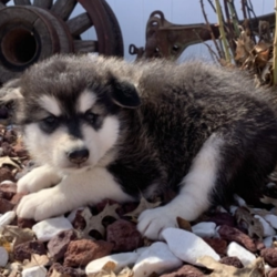 Minnie/Alaskan Malamute/Female/9 Weeks,Meet our little princess, Minnie! She doesn’t mind playing or taking long morning walks in the fresh air. Minnie has her favorite toys and can play all day. She will make a great companion. Minnie will have a complete nose to tail vet check and arrive up to date on her puppy vaccinations. She’s ready to meet her new family! Hurry! Don’t let her pass you by!