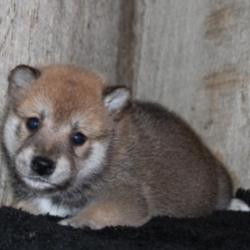 Maverick/Shiba Inu/Male/4 Weeks,Your search has ended. Meet Maverick! He is the true definition of man’s best friend. Maverick loves to play and is ready at any moment to play with you or his toys. He will come home to you up to date on vaccinations and vet checked from head to tail! Maverick has a very loving disposition and is looking for the perfect family to share that with. Could it be your family? He sure hopes so!