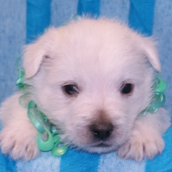 McRuff/West Highland White Terrier/Male/5 Weeks,If you like to snuggle as much as McRuff does, then this puppy is the one for you. The cuddle bug loves movie nights, afternoon naps, and snuggle sessions. He loves anything relaxing really, just a s long as he gets to do it with you. To change things up a bit, he'd like to go on a nice walk around the block on a sunny day, but he'll be looking forward to getting back home to cuddle up afterwards. McRuff will be vet checked and up to date on his puppy vaccinations, so he will be happy, and healthy by the time he gets to you. Add this snuggle bug toy our family today. He'll waiting by the phone for your call.