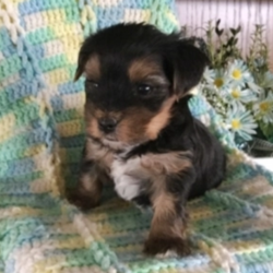 Eddy/Yorkshire Terrier/Male/5 Weeks,“Greetings! My name is Eddy and I am ready to find my fur-ever home. As you can tell my photos, I'm an adorable baby that specialize in snuggle time. The home I am at now is very nice, but I know that the real fun will start once I arrive at your place. The sooner I can get to you, the better! I will be vet checked and up to date on my puppy vaccinations, so hurry up and make plans to get me to you. Don't leave a puppy like me behind!”
