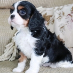 Dexter/Cavalier King Charles Spaniel/Male/6 Weeks,"That's me in the picture! If you're reading this, you probably already think I'm the pick of the litter. I agree. My breeder tells me that I am going to go places in life. Maybe one of those places should be your place. Call that phone number over there and tell them I'm the pup for you. They'll answer all of your questions and make sure I find my way to your home. You know my personality outshines the rest, so don't think I'm going to stick around too long. Get calling!"