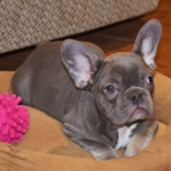 Lacie/French Bulldog/Female/14 Weeks,"Hello there! My name is Lacie and I want you to pick me! I love to snuggle and be as cute as can be! My parents said I'm perfectly healthy and up to date on my puppy vaccinations. Being loved makes me happy and all I want is a nice family to take care of me. I love to play and to take long naps. If I'm chosen to join your family, I'll be the best puppy you could ever ask for; I promise! Make the call now and find out how to bring me home!"
