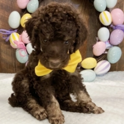 Armani/Poodle/Male/6 Weeks,"My name is Armani and my number one priority is to make you as happy as can be. How do I do that? In order to find out you have to make me your forever friend. I specialize in hugs, puppy kisses and playtime. I don't mind being the adorable furry answer to all of your problems, because when you are happy I know that we will have tons of great times together. I will be checked by my vet and up to date on my puppy vaccinations, so when you bring me home, all you have to do is love me! I want to be the one for you.”