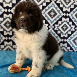 Garrett/Newfoundland/Male/11 Weeks,“Hi! My name is Garrett and I promise to be the meaning of love. Someone who makes you feel good about living, who brings out the you that you like best. Someone to share joy, laughter, and even someone to comfort you when times are tough. Someone to love you more than anything else in this world. A companion who accepts you for the person that you are without judgment. This is what I will be for you; the beautiful and very real, meaning of love!”