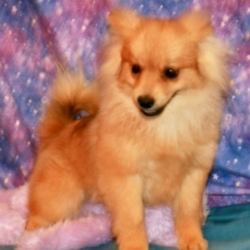 Stella/Pomeranian/Female/25 Weeks,Such a sweet little girl! So playful and loving already. Stella is full of energy and spunk, and can’t wait to come home to you for belly rubs. She’s always ready to play and hopes you are too! She will be up to date on her vaccinations and pre-spoiled before coming to her new home. Make Stella part of your family today; you’ll be glad you did! Don't miss out.