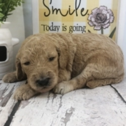 Mona Mae/Goldendoodle/Female/2 Weeks,“It’s the smiles, the laughs, the warm hugs and the sweet kisses, or the joy of just being together, these are the things that really matter to me. I really want to be a part of those thing in your life. My name is Mona Mae and I am ready for my forever family. I am a sweet puppy who loves playtime and is always up for a good cuddle. If you think I am the puppy for you, please make the call that brings me home! I can't wait to meet you!”
