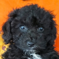 Milo/Cockapoo/Male/11 Weeks,“Are you in search for the dearest and most loved puppy on earth? Well, look no further, because I’m here. My name is Milo, and I’m the cutest puppy that ever lived. My affectionate kisses will steal your heart over with the first one. I will arrive to my new home healthy, happy, vet checked and up to date on vaccinations. So, as you can see, I am the perfect best friend. Aren't you excited? Just remember, I’m waiting on you!”